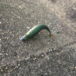 夕マヅメのジグサビキ